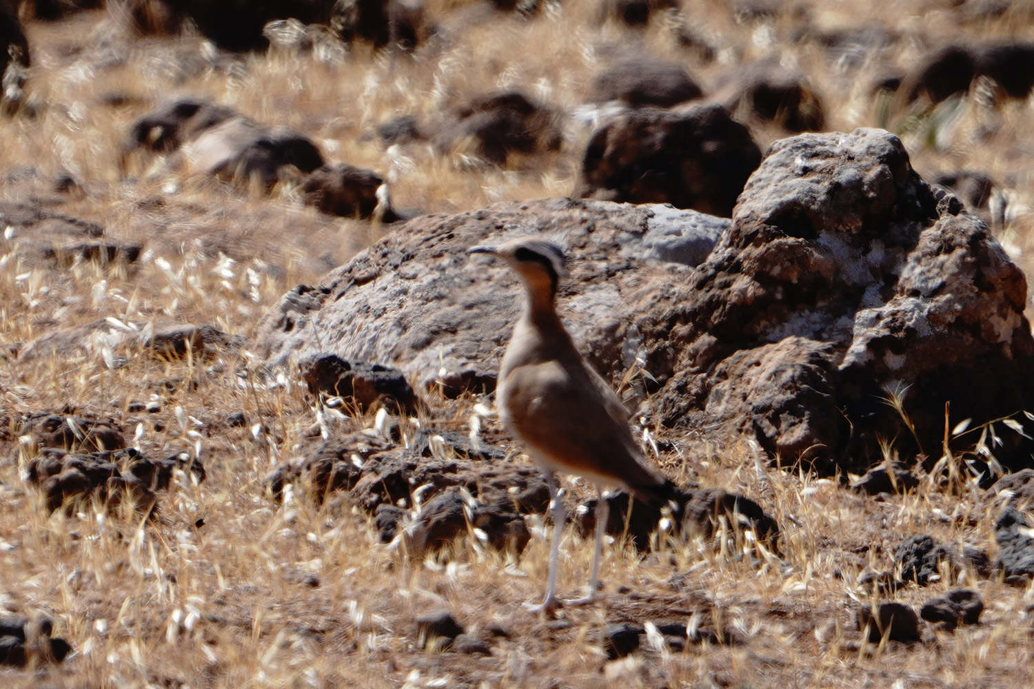Cream-colored Courser